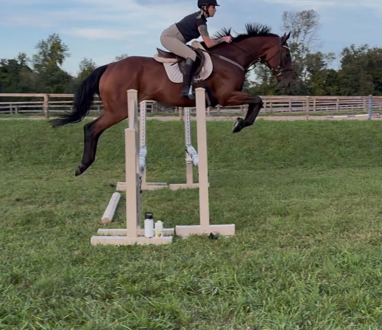 Jozella, 2020 OTTB