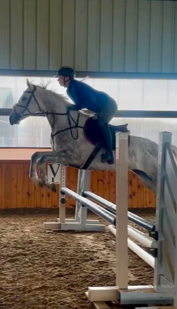 Sugar Twist jumping indoors