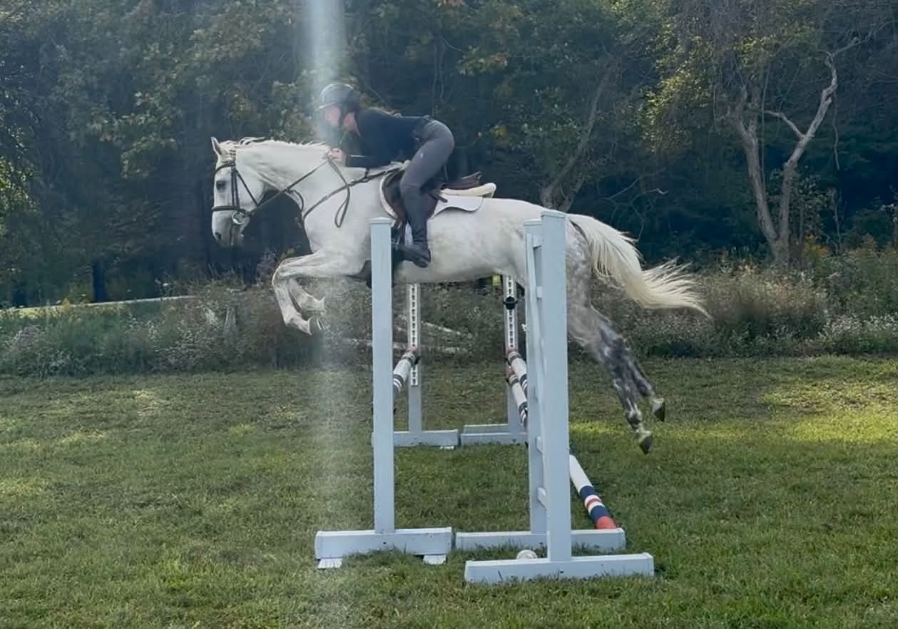 Sugar Twist jumping outdoors